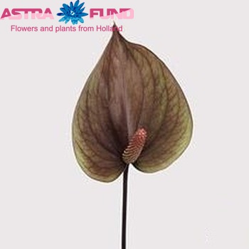 Anthurium Andreanum Grp Maxima Verde (antique) zdjęcie