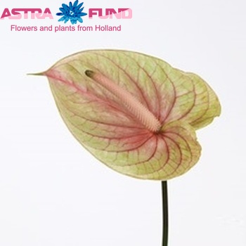 Anthurium Andreanum Grp Meander photo