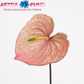 Anthurium Andreanum Grp Michelangelo Foto