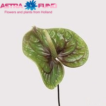 Anthurium Andreanum Grp 'Midori' (antique) zdjęcie