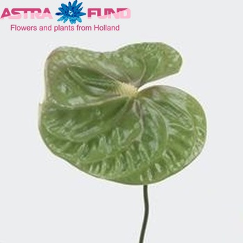 Anthurium Andreanum Grp 'Midori' (classic) foto