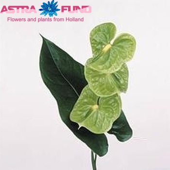 Anthurium Andreanum Grp Midori boeket фото