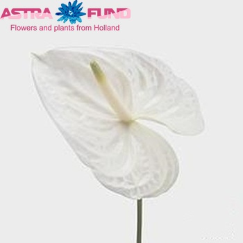 Anthurium Andreanum Grp Moments photo