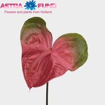 Anthurium Andreanum Grp Monet photo