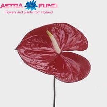 Anthurium Andreanum Grp Montero zdjęcie