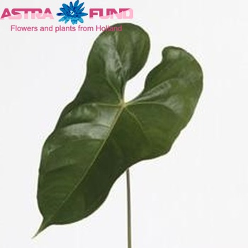 Anthurium Andreanum Grp Montero (blad) photo