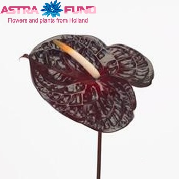 Anthurium Andreanum Grp Morano фото