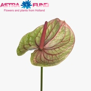 Anthurium Andreanum Grp Mozaiek Fresh zdjęcie