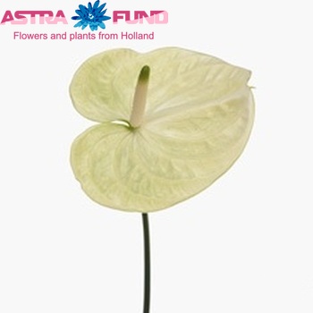 Anthurium Andreanum Grp Mozaiek Mint foto