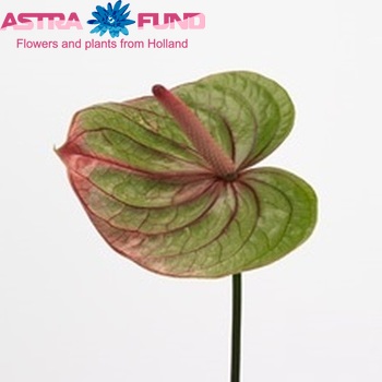 Anthurium Andreanum Grp Mozaiek Queen Foto