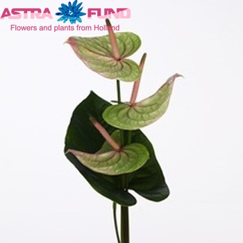 Anthurium Andreanum Grp Mozaiek Queen boeket foto