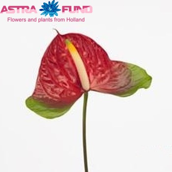 Anthurium Andreanum Grp Narita zdjęcie