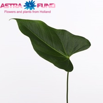 Anthurium Andreanum Grp Narita (blad) Foto