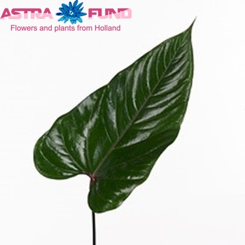 Anthurium Andreanum Grp Nexia (blad) foto