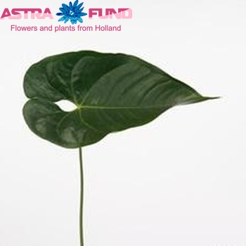 Anthurium Andreanum Grp Nunzia (blad) Foto