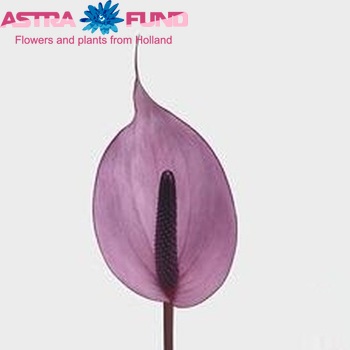 Anthurium Andreanum Grp Nexia photo