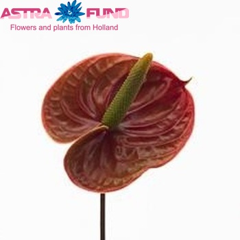 Anthurium Andreanum Grp 'Nightingale' Foto