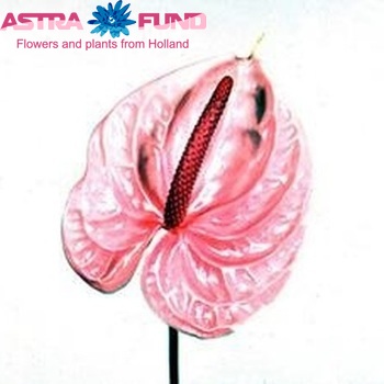 Anthurium Andreanum Grp 'Nova-Pearl' photo