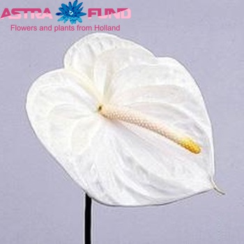 Anthurium Andreanum Grp 'Nova-Wit' Foto