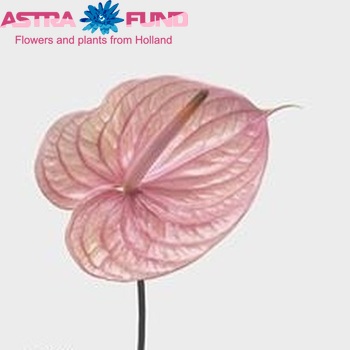 Anthurium Andreanum Grp Nunzia foto