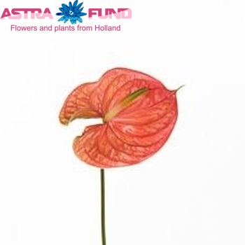 Anthurium Andreanum Grp Nunzia El Arte foto