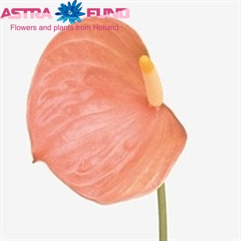 Anthurium Andreanum Grp 'Orange Love' foto