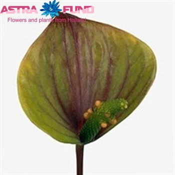 Anthurium Andreanum Grp 'Orange Love' (antique) Foto