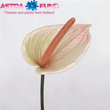 Anthurium Andreanum Grp 'Palma' Foto