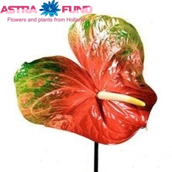 Anthurium Andreanum Grp 'Papillon' foto