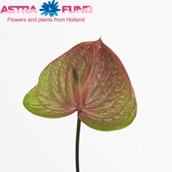 Anthurium Andreanum Grp Paradise photo