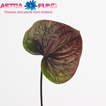 Anthurium Andreanum Grp Paradise (antique) Foto