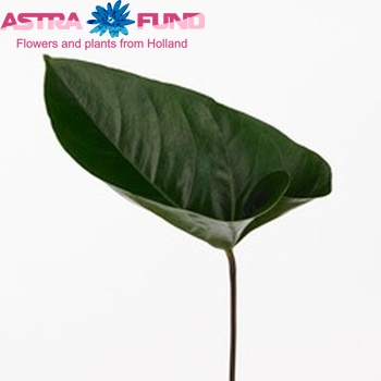 Anthurium Andreanum Grp Paradise (blad) Foto