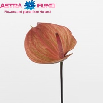 Anthurium Andreanum Grp Peach zdjęcie