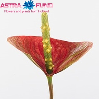 Anthurium Andreanum Grp Pink Love Improved (classic) foto