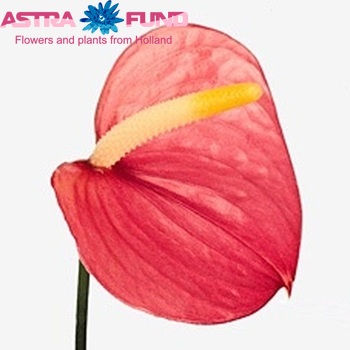 Anthurium Andreanum Grp Pink Love Improved zdjęcie