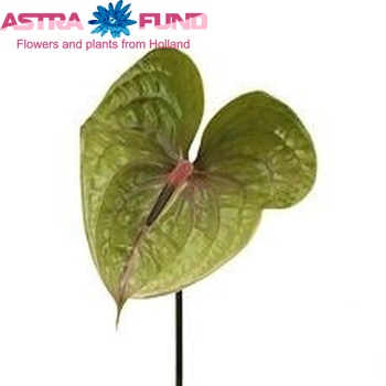 Anthurium Andreanum Grp Pistache photo