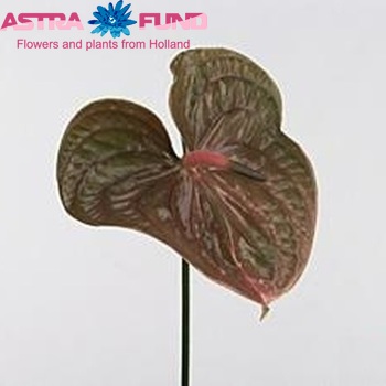 Anthurium Andreanum Grp Pistache El Arte zdjęcie