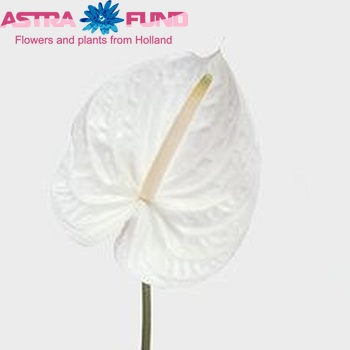 Anthurium Andreanum Grp Presence photo