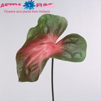 Anthurium Andreanum Grp President (semaforo) zdjęcie