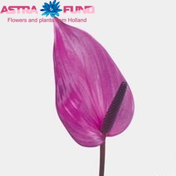 Anthurium Andreanum Grp Previa photo