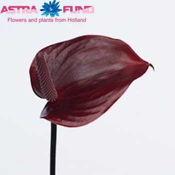 Anthurium Andreanum Grp Princess Alexia Bordeaux foto