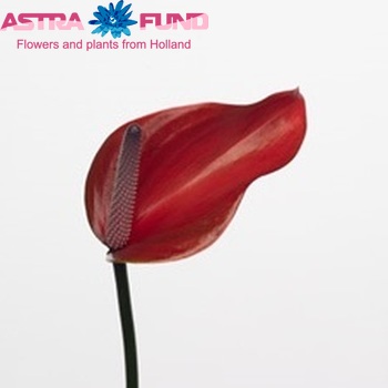 Anthurium Andreanum Grp Princess Alexia Optima zdjęcie