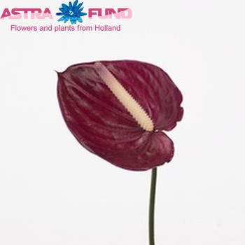 Anthurium Andreanum Grp Princess Ariane Purple zdjęcie