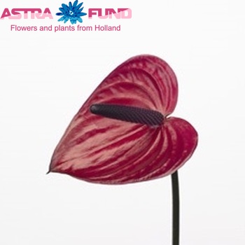 Anthurium Andreanum Grp Purple Heart Foto