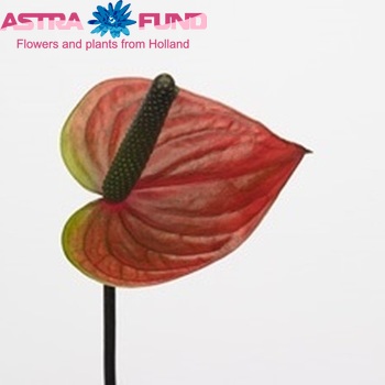 Anthurium Andreanum Grp Purple Heart (classic) foto