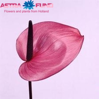 Anthurium Andreanum Grp Rapido Foto