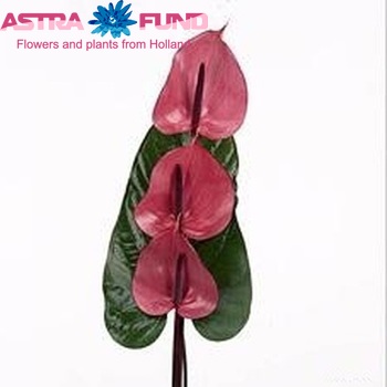 Anthurium Andreanum Grp Rapido boeket zdjęcie