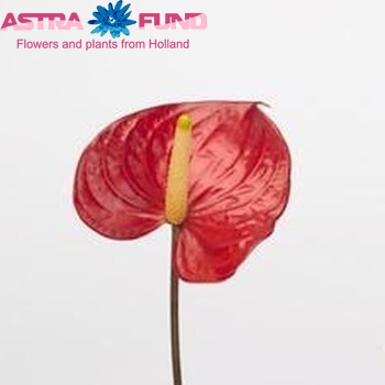 Anthurium Andreanum Grp Red Bull zdjęcie