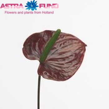 Anthurium Andreanum Grp Red Bull (antique) zdjęcie