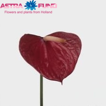 Anthurium Andreanum Grp 'Red Love' zdjęcie